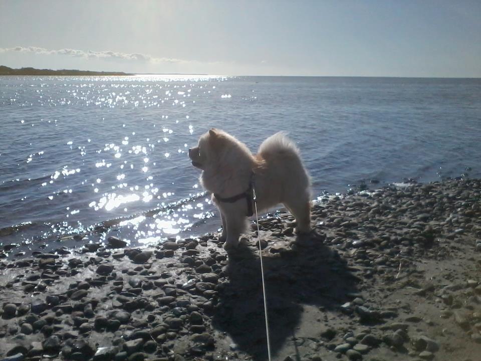 Chow chow Nin-T'sun Cooper De La Creme billede 25