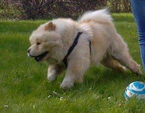 Chow chow Nin-T'sun Cooper De La Creme billede 26