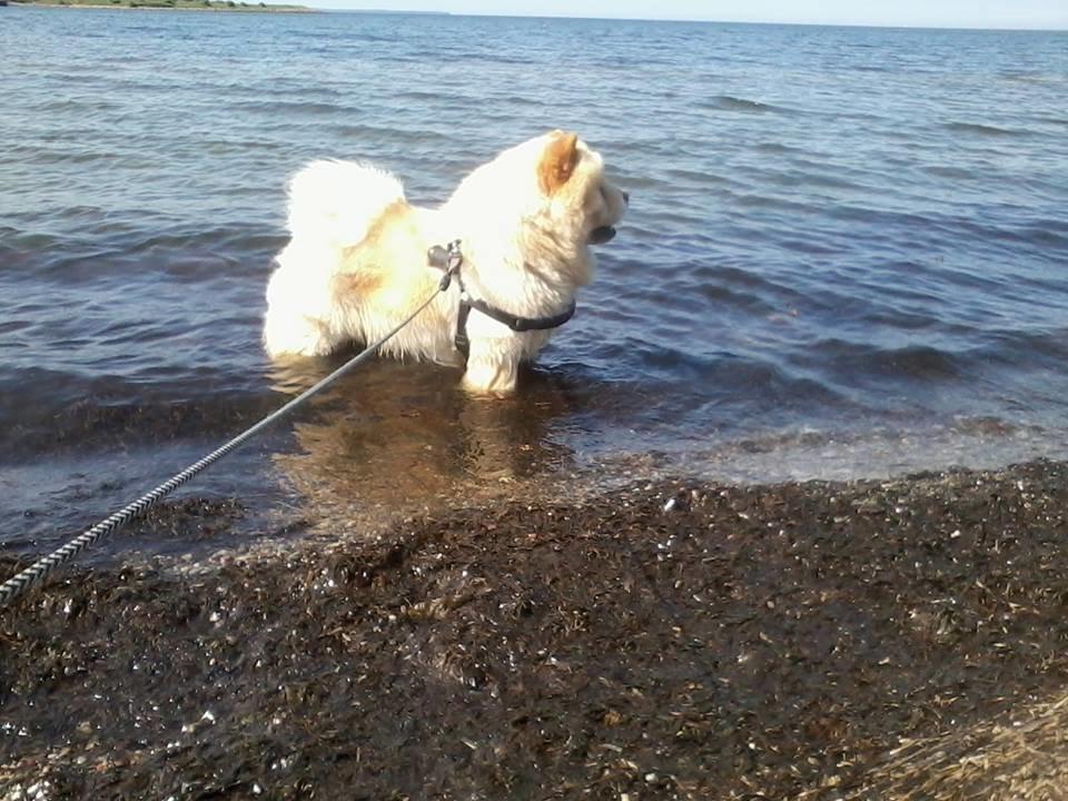 Chow chow Nin-T'sun Cooper De La Creme billede 27