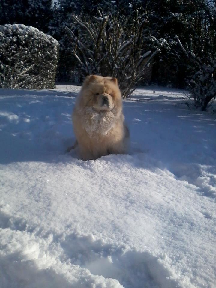 Chow chow Nin-T'sun Cooper De La Creme billede 17