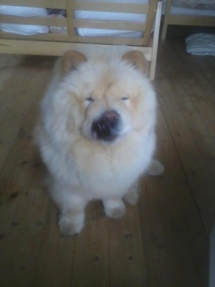 Chow chow Nin-T'sun Cooper De La Creme billede 28
