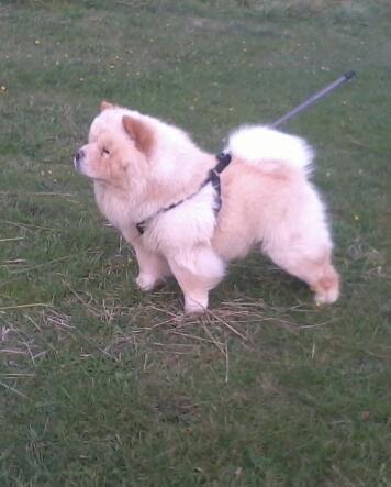 Chow chow Nin-T'sun Cooper De La Creme billede 29