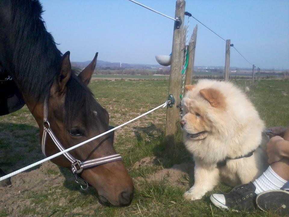 Chow chow Nin-T'sun Cooper De La Creme billede 30