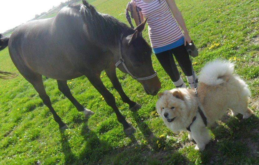 Chow chow Nin-T'sun Cooper De La Creme billede 31