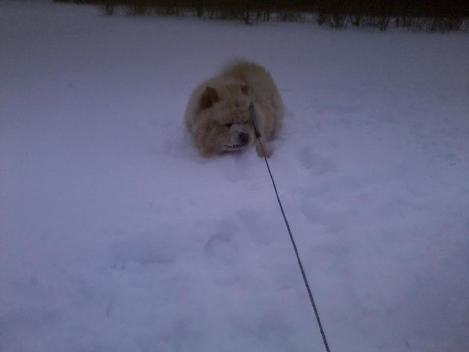 Chow chow Nin-T'sun Cooper De La Creme billede 20