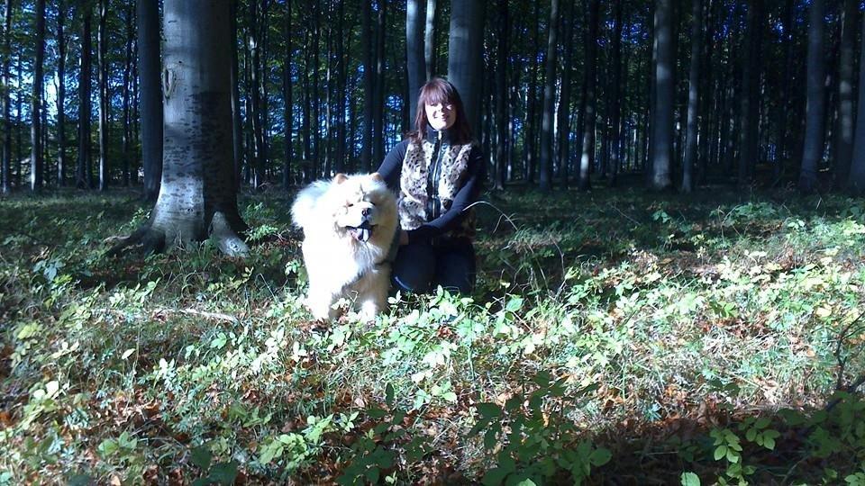 Chow chow Nin-T'sun Cooper De La Creme billede 32