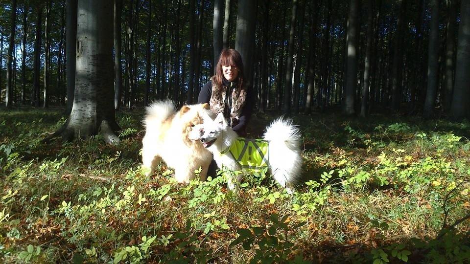 Chow chow Nin-T'sun Cooper De La Creme billede 33