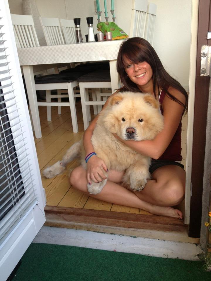Chow chow Nin-T'sun Cooper De La Creme billede 34