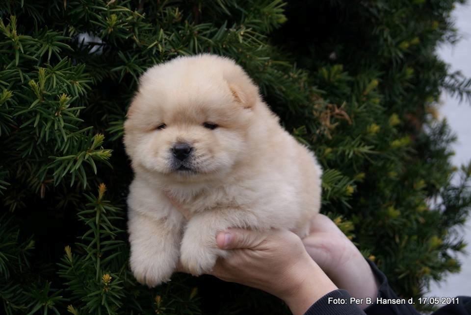 Chow chow Nin-T'sun Cooper De La Creme billede 1