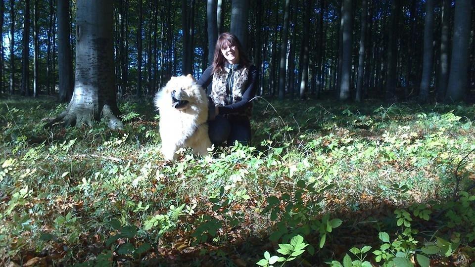 Chow chow Nin-T'sun Cooper De La Creme billede 35