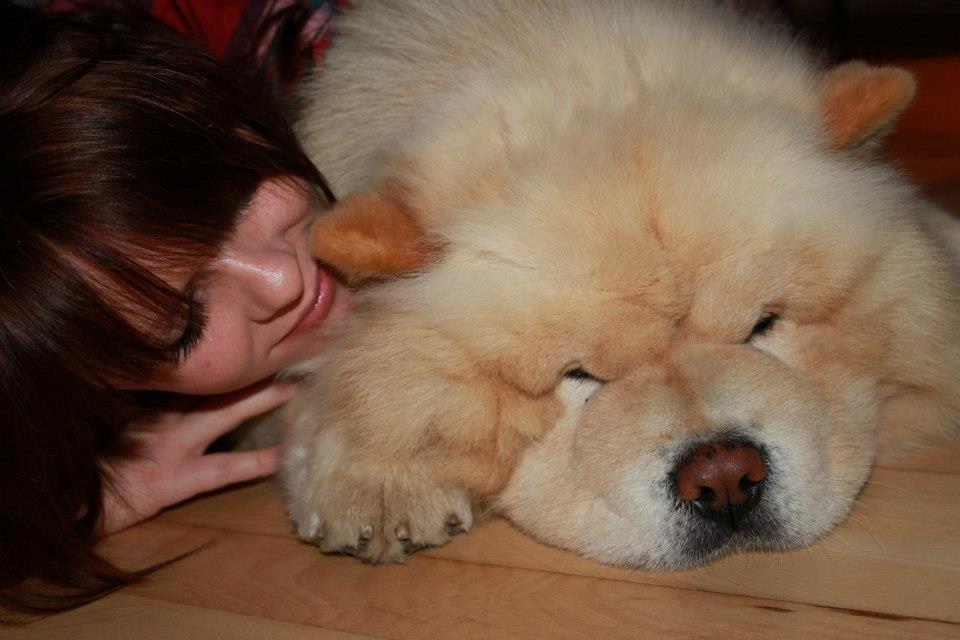 Chow chow Nin-T'sun Cooper De La Creme billede 36