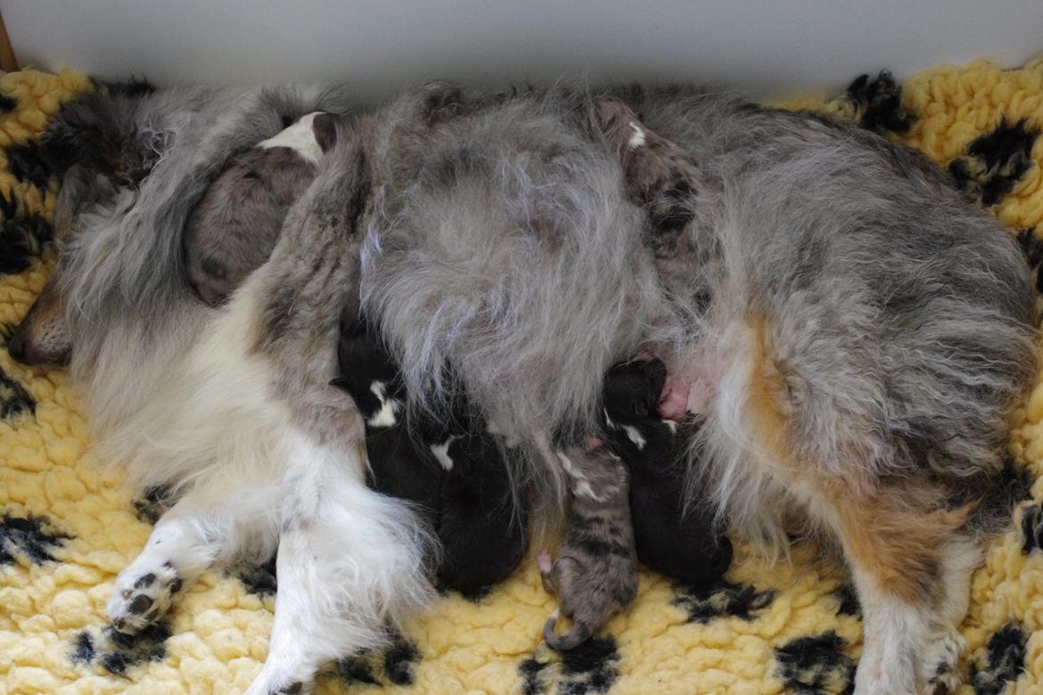 Shetland sheepdog Shenaja Starbiscuit In Blue - Anja med hvalpe billede 1