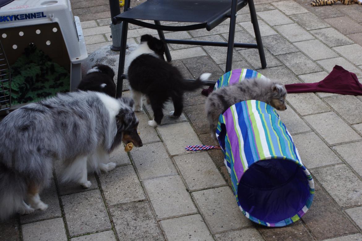 Shetland sheepdog Shenaja Starbiscuit In Blue - Anja holder øje med sine hvalpe billede 2