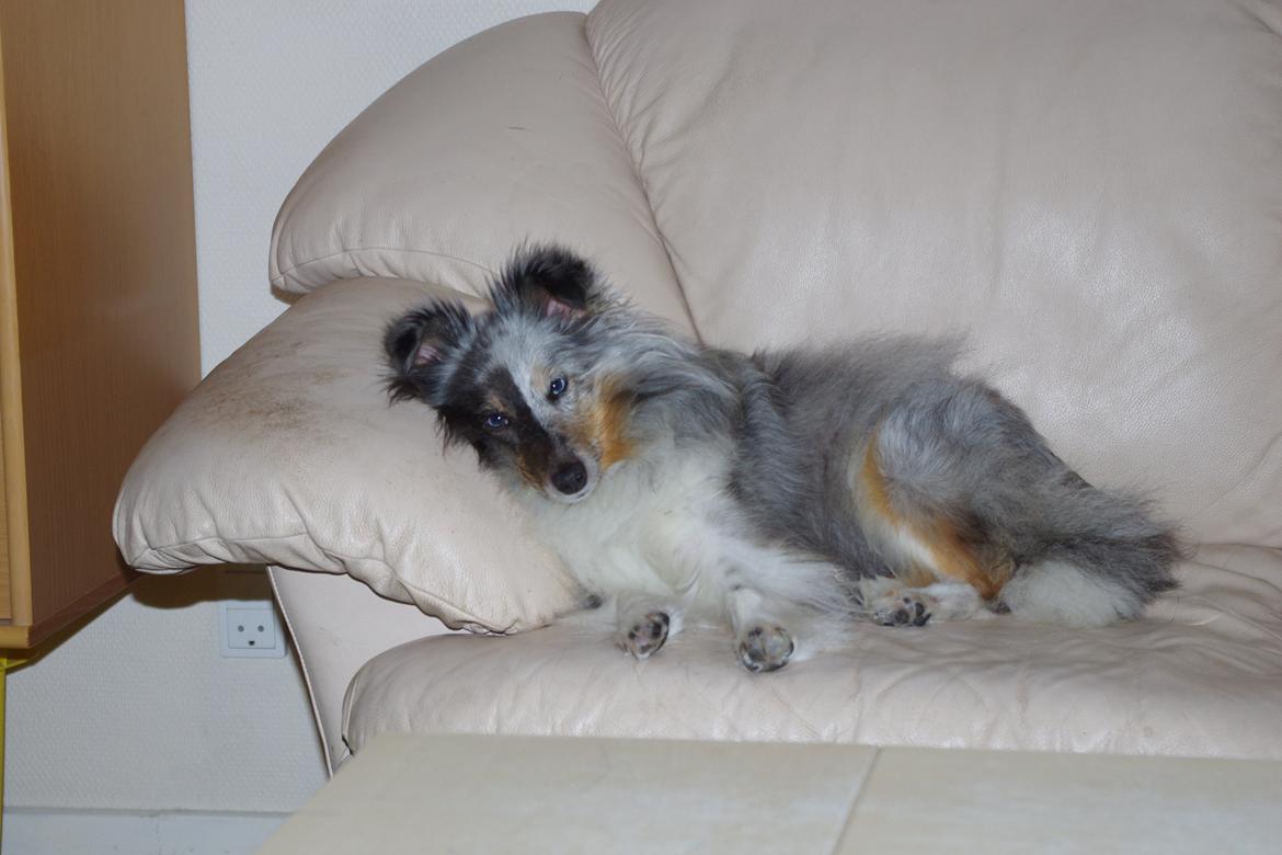 Shetland sheepdog Shenaja Starbiscuit In Blue - Anja tager sig en slapper på sofaen billede 3