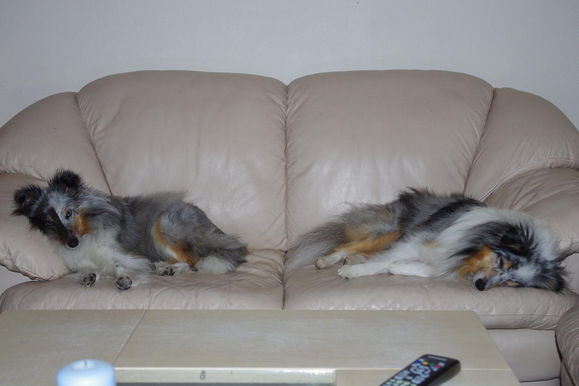 Shetland sheepdog Shenaja Starbiscuit In Blue - Sofahygge med Mille billede 4
