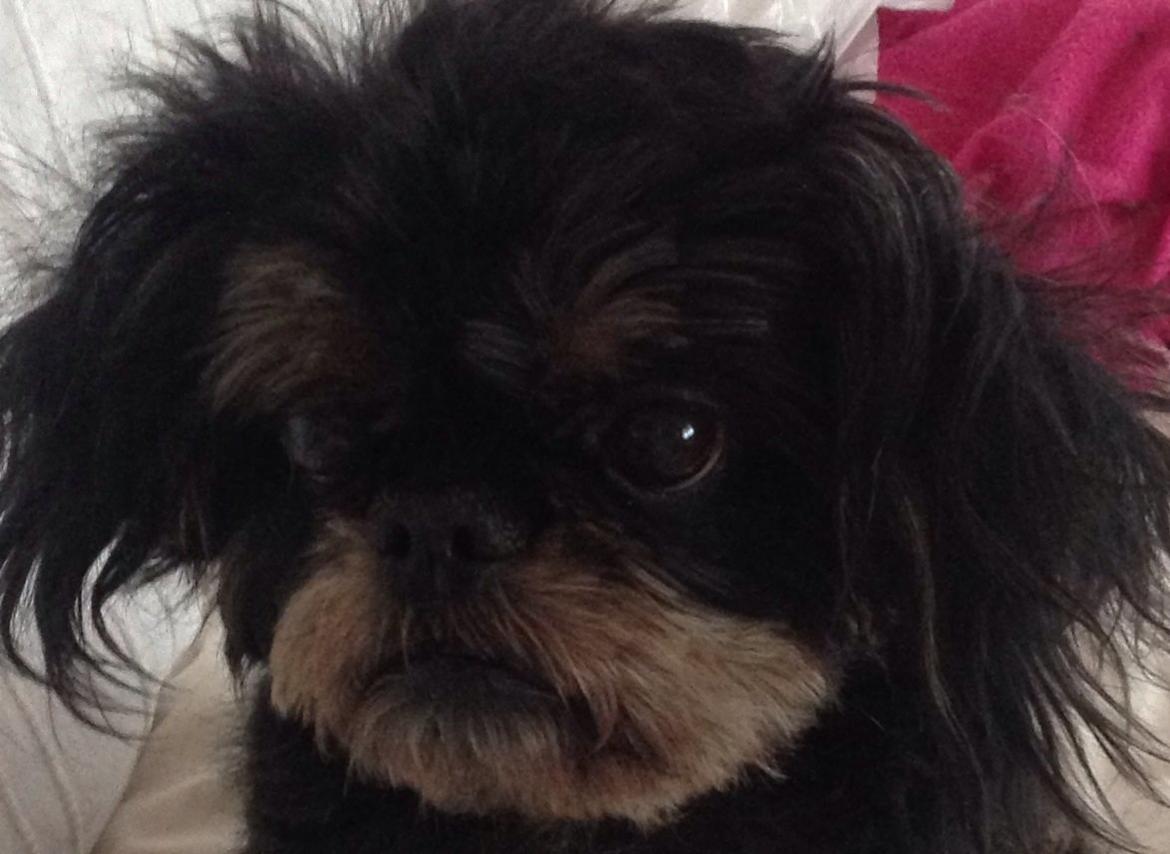 Griffon bruxellois Jaca billede 1