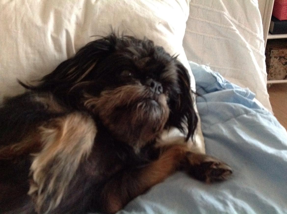 Griffon bruxellois Jaca billede 2