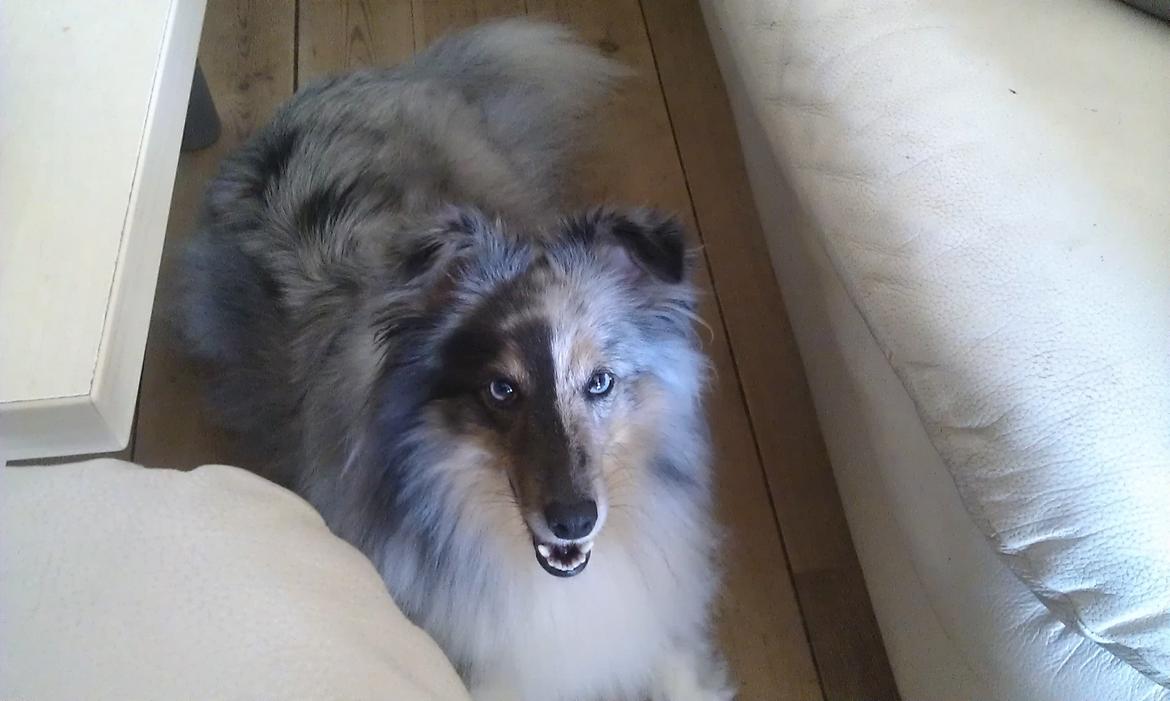 Shetland sheepdog Shenaja Starbiscuit In Blue - Smukke mig billede 5