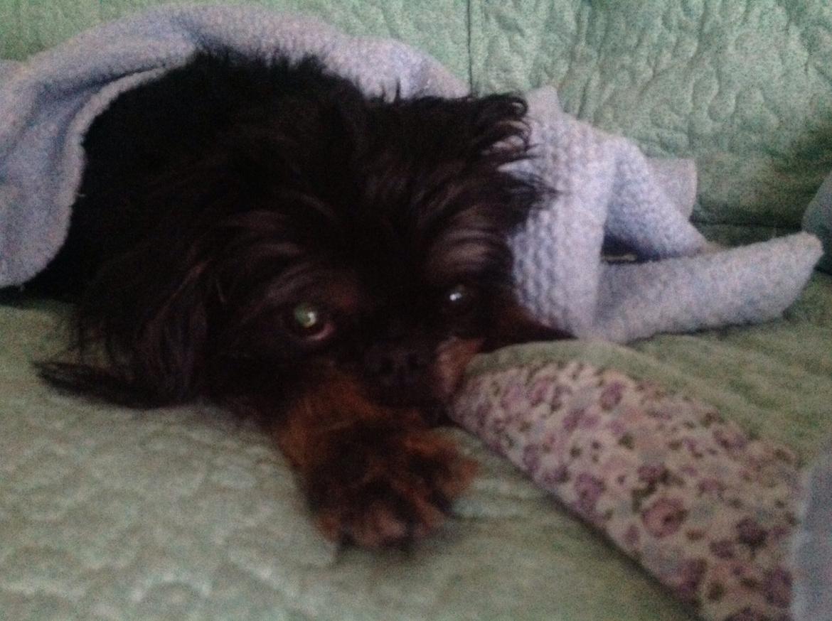 Griffon bruxellois Jaca billede 3