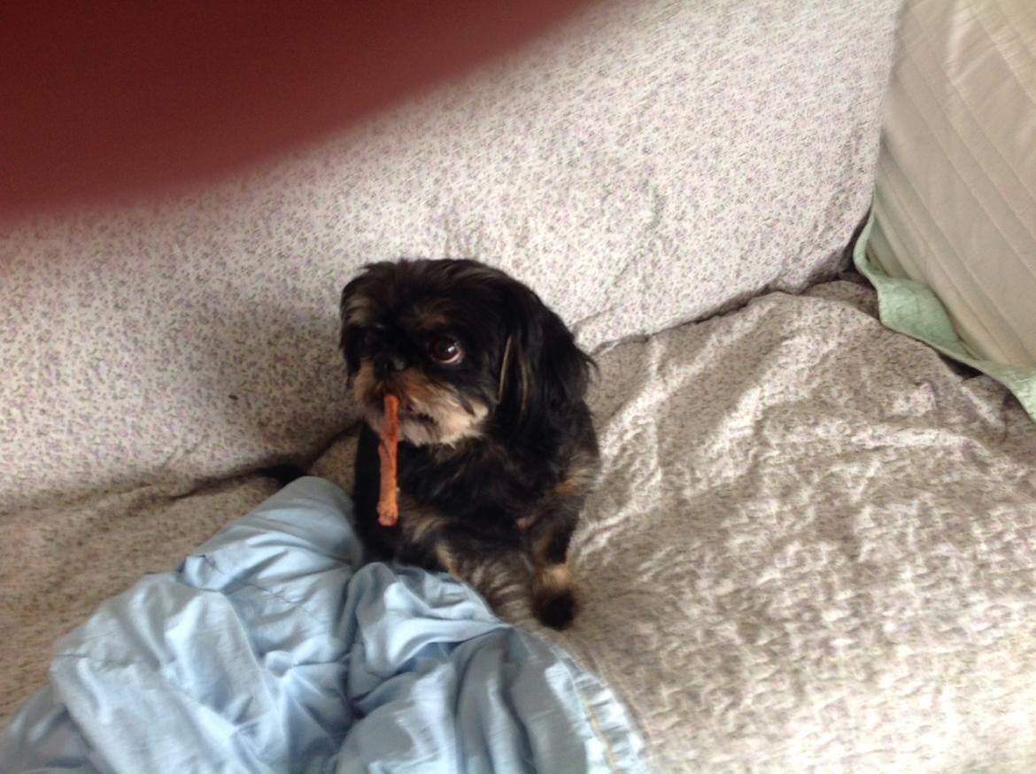 Griffon bruxellois Jaca billede 5