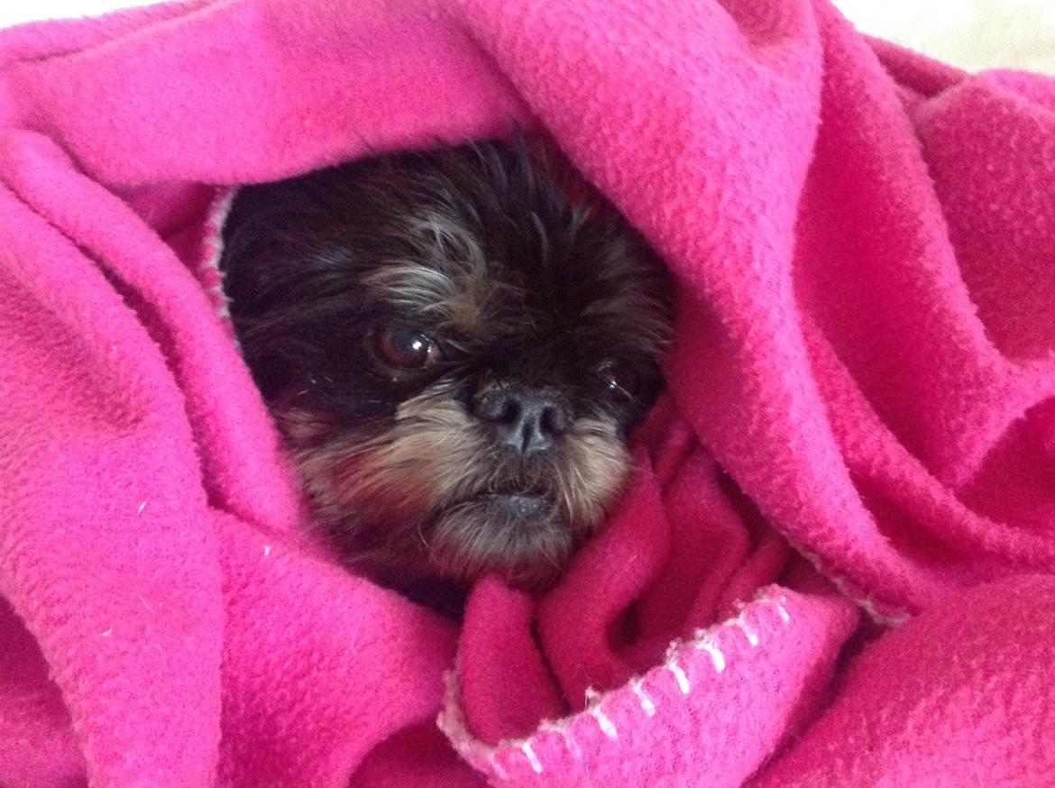 Griffon bruxellois Jaca billede 6