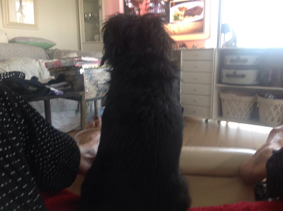 Griffon bruxellois Jaca billede 7