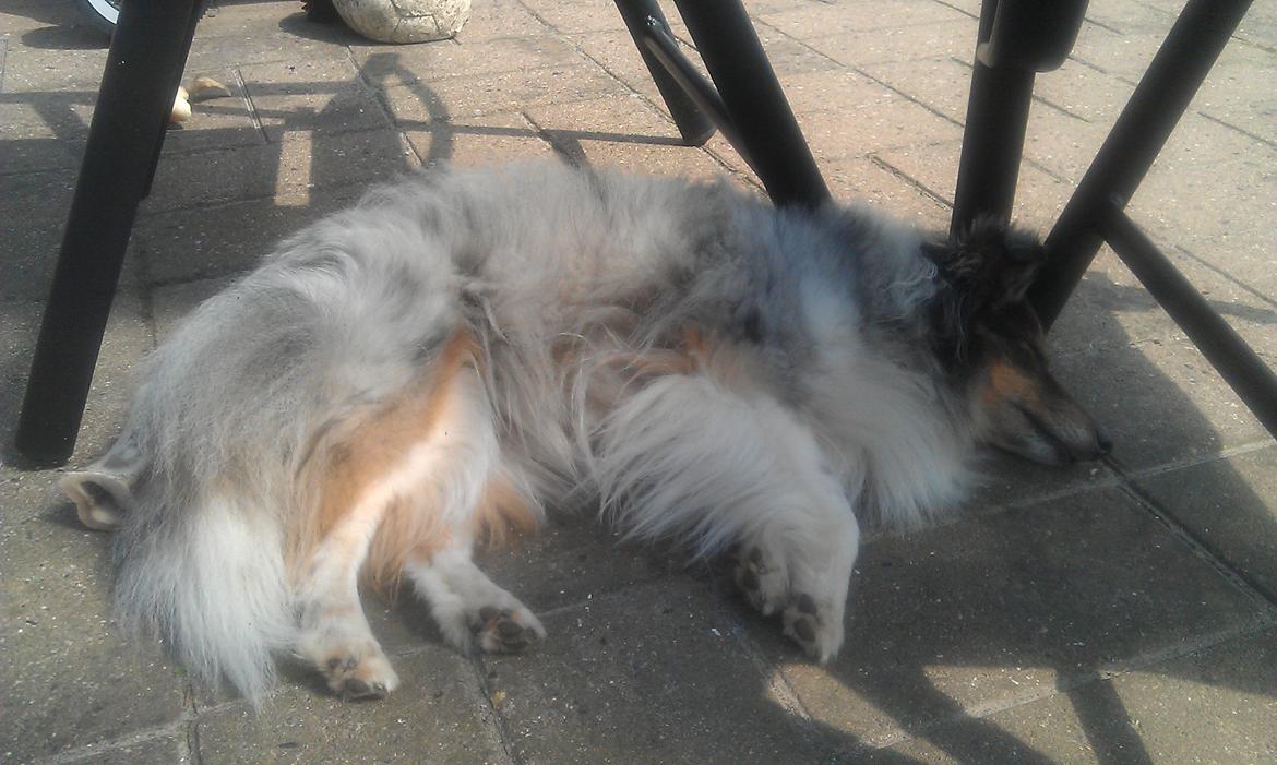 Shetland sheepdog Shenaja Starbiscuit In Blue - Dejligt med varme billede 6