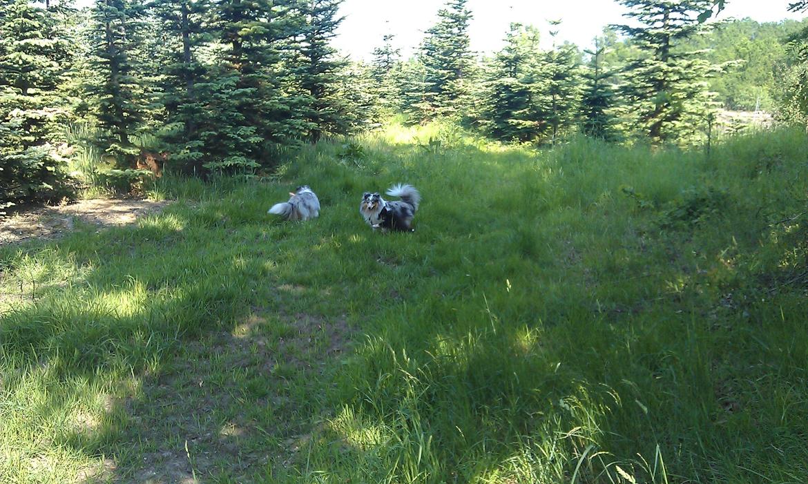 Shetland sheepdog Shenaja Starbiscuit In Blue - I skoven med Mille billede 7