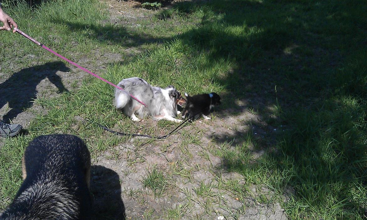 Shetland sheepdog Shenaja Starbiscuit In Blue - Skal vi lege billede 8