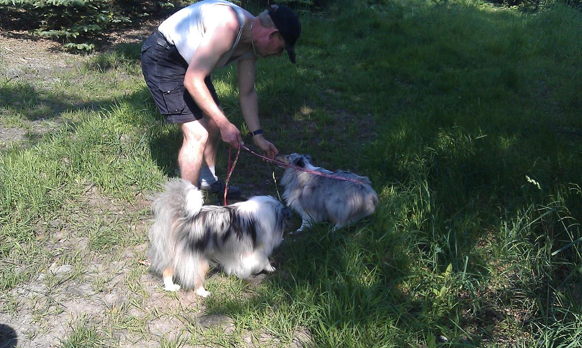 Shetland sheepdog Shenaja Starbiscuit In Blue billede 9