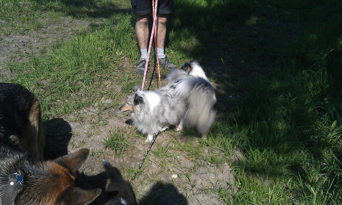 Shetland sheepdog Shenaja Starbiscuit In Blue billede 10