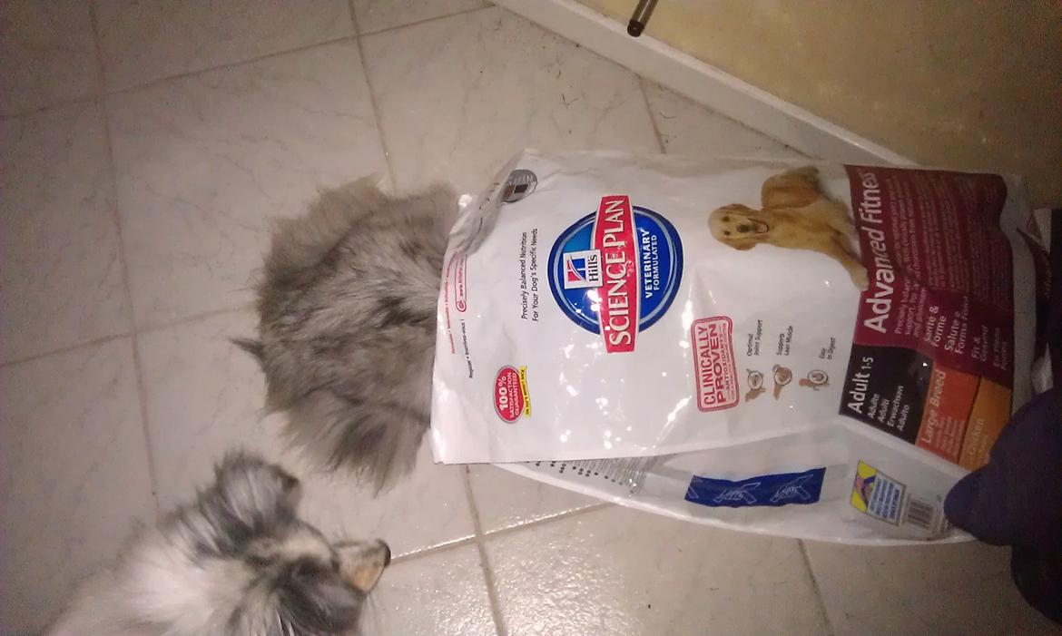 Shetland sheepdog Shenaja Starbiscuit In Blue - Elsker at slikke posen ren  billede 11