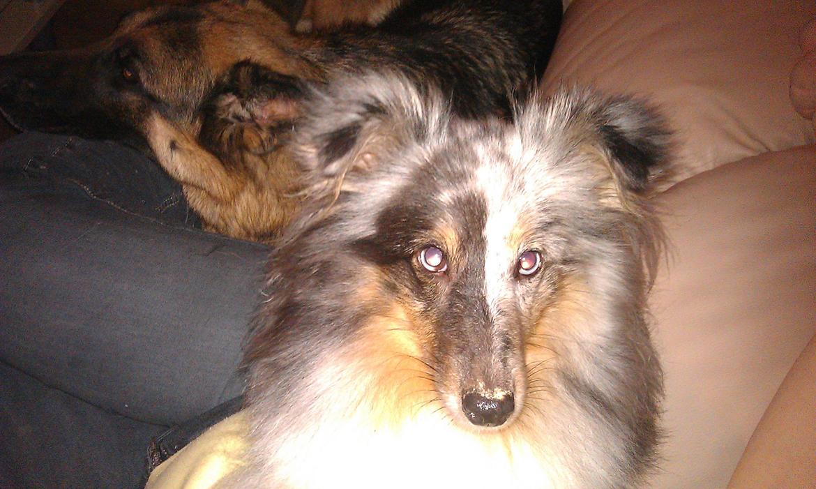 Shetland sheepdog Shenaja Starbiscuit In Blue - Sofa hygge med Jappe billede 12