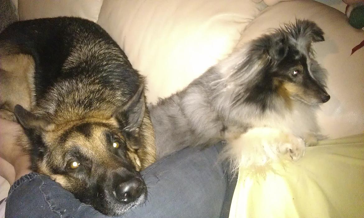 Shetland sheepdog Shenaja Starbiscuit In Blue billede 13