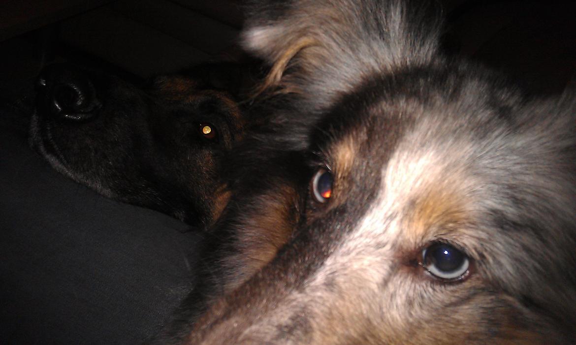 Shetland sheepdog Shenaja Starbiscuit In Blue billede 14