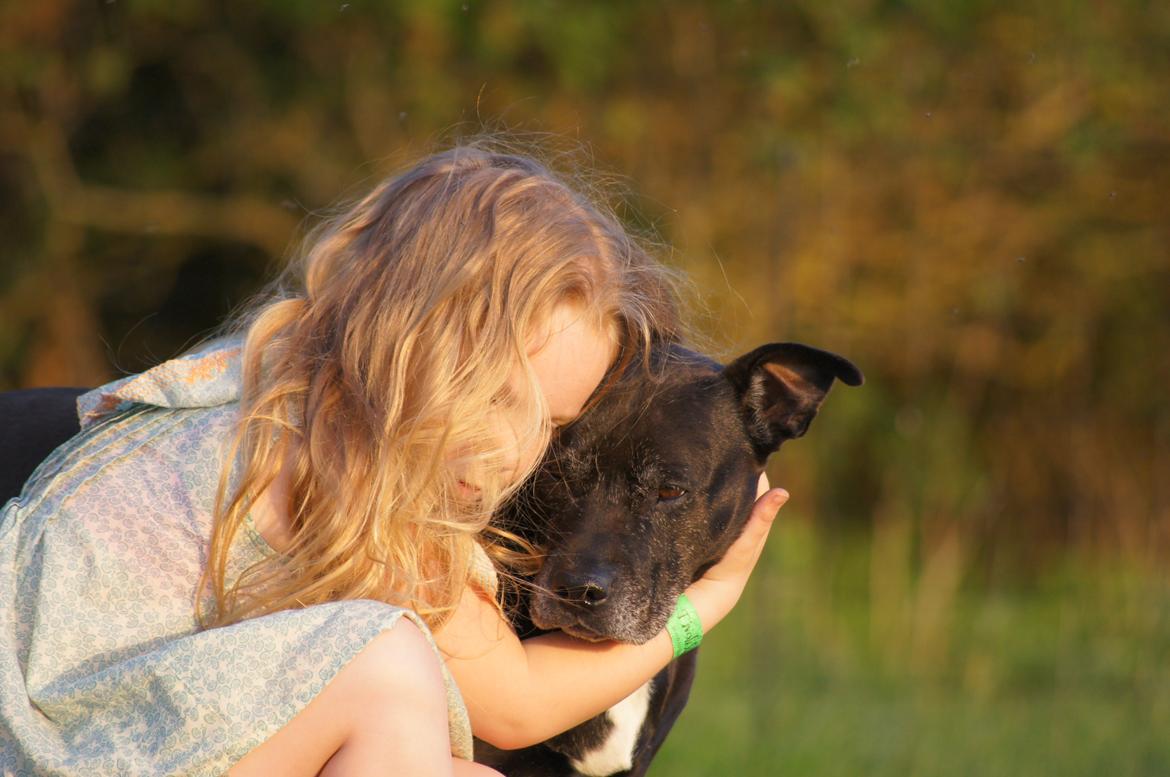 Amerikansk staffordshire terrier zenta billede 15