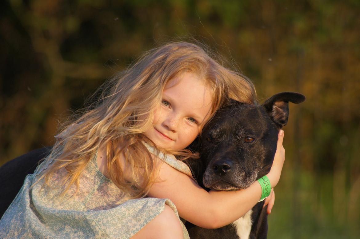 Amerikansk staffordshire terrier zenta billede 16