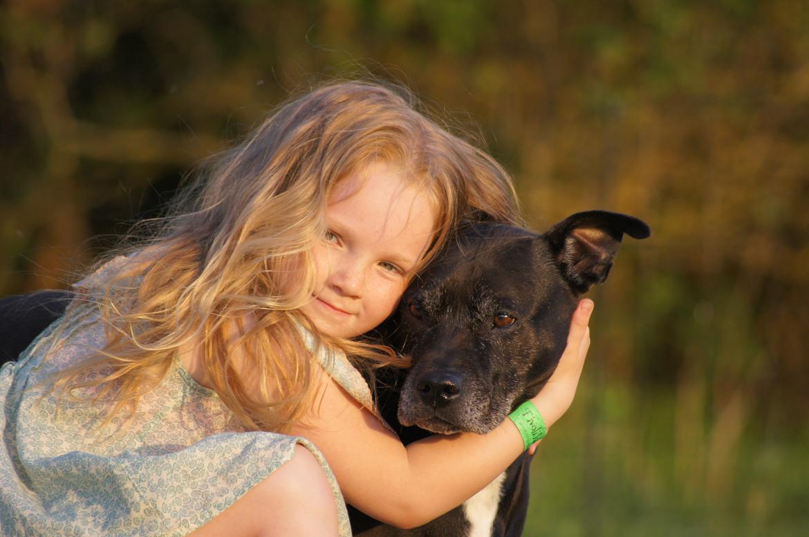 Amerikansk staffordshire terrier zenta billede 17
