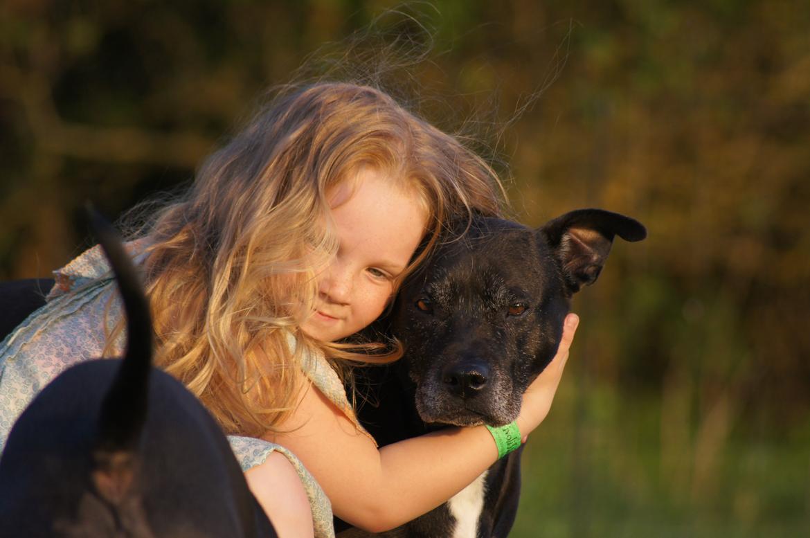 Amerikansk staffordshire terrier zenta billede 18