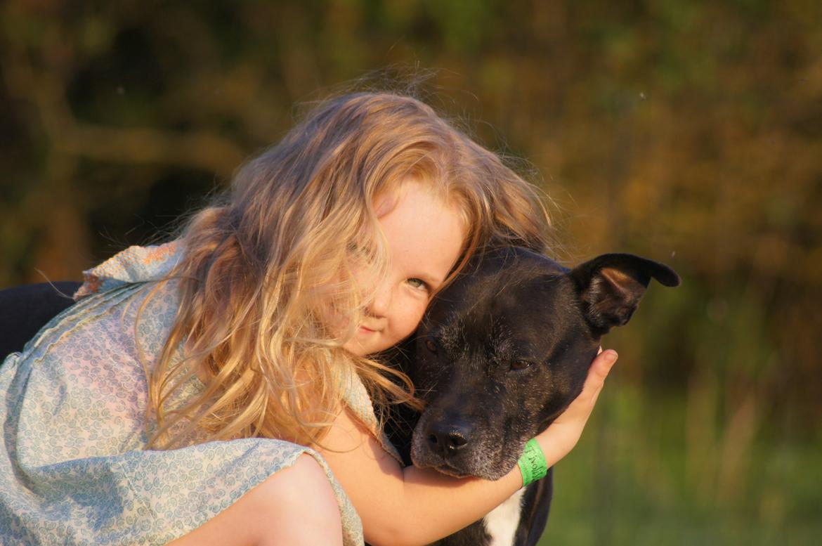 Amerikansk staffordshire terrier zenta billede 19