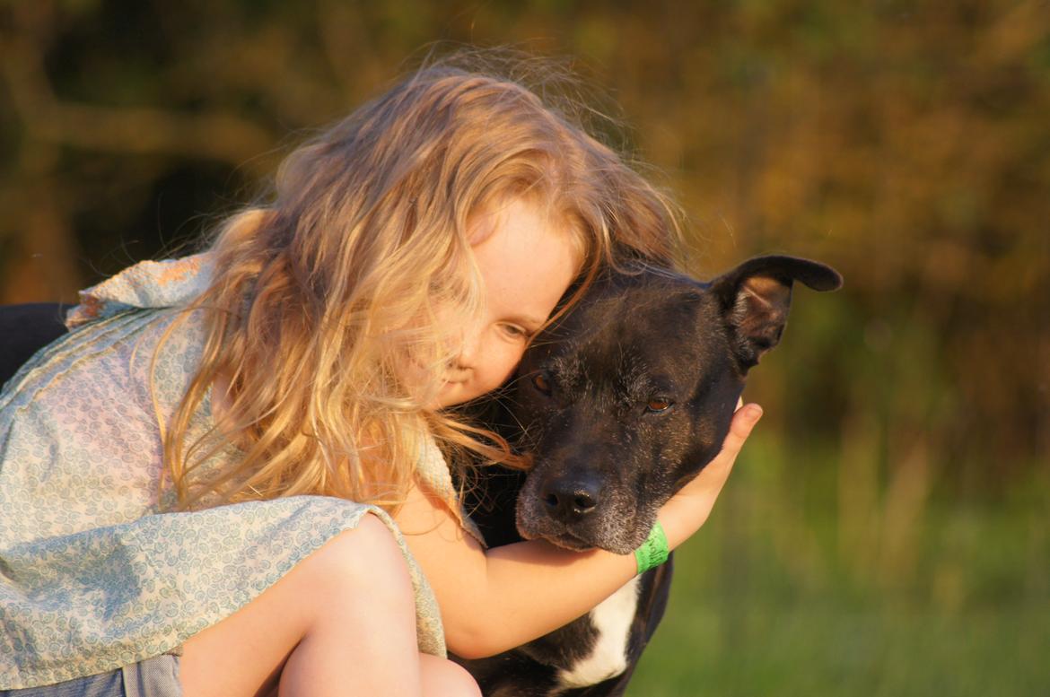 Amerikansk staffordshire terrier zenta billede 20