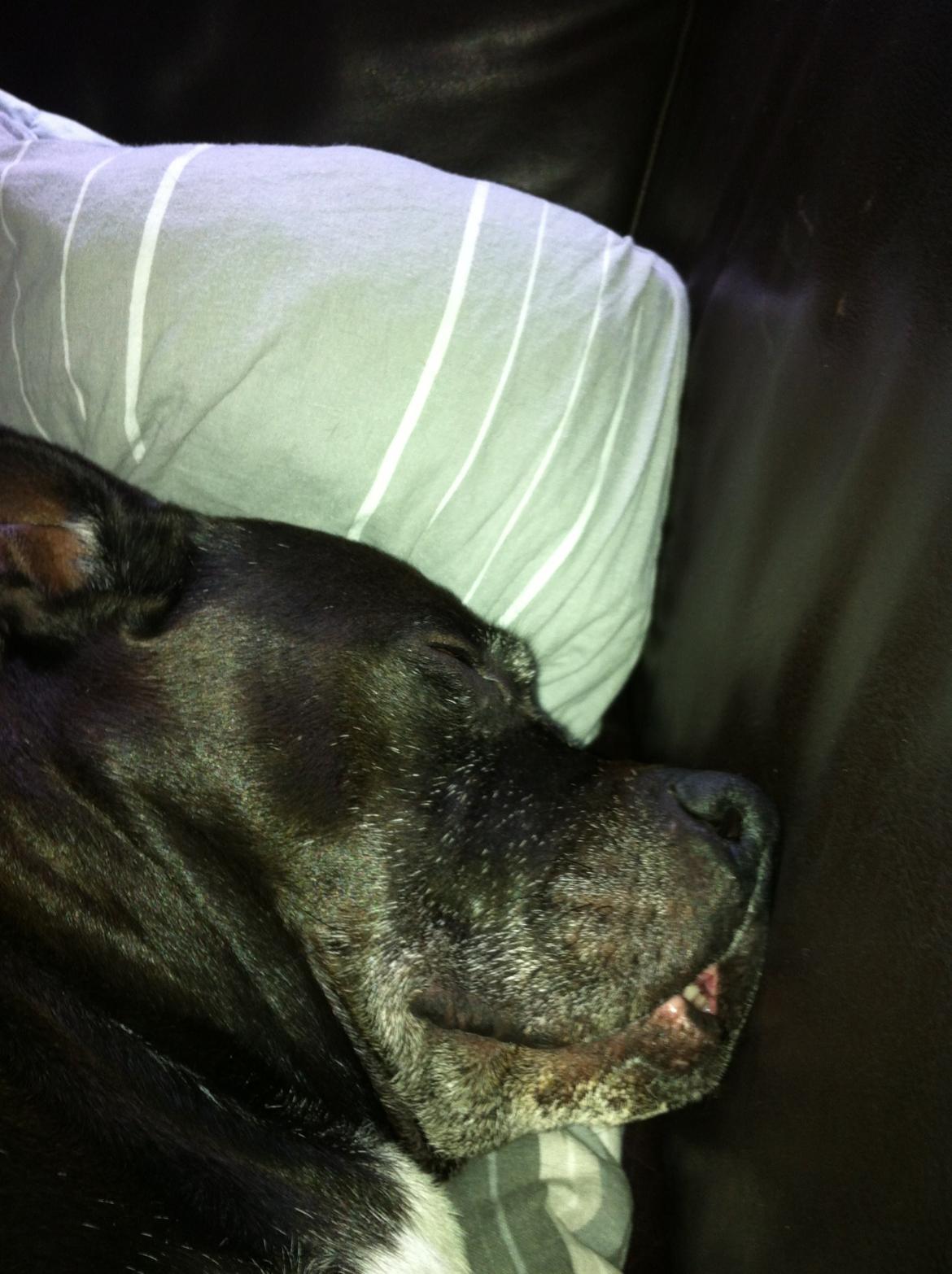 Amerikansk staffordshire terrier zenta billede 21