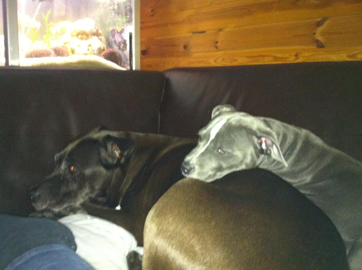 Amerikansk staffordshire terrier zenta billede 22