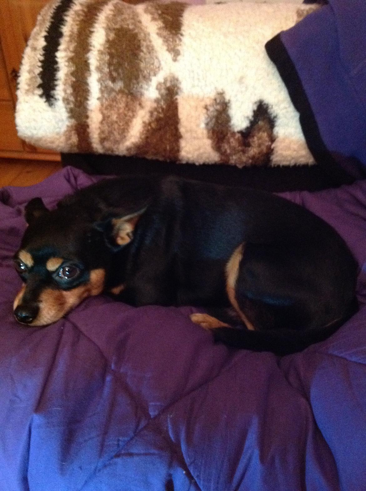 Blanding af racer Tarzan billede 7