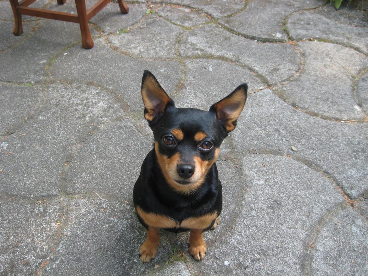 Blanding af racer Tarzan billede 8