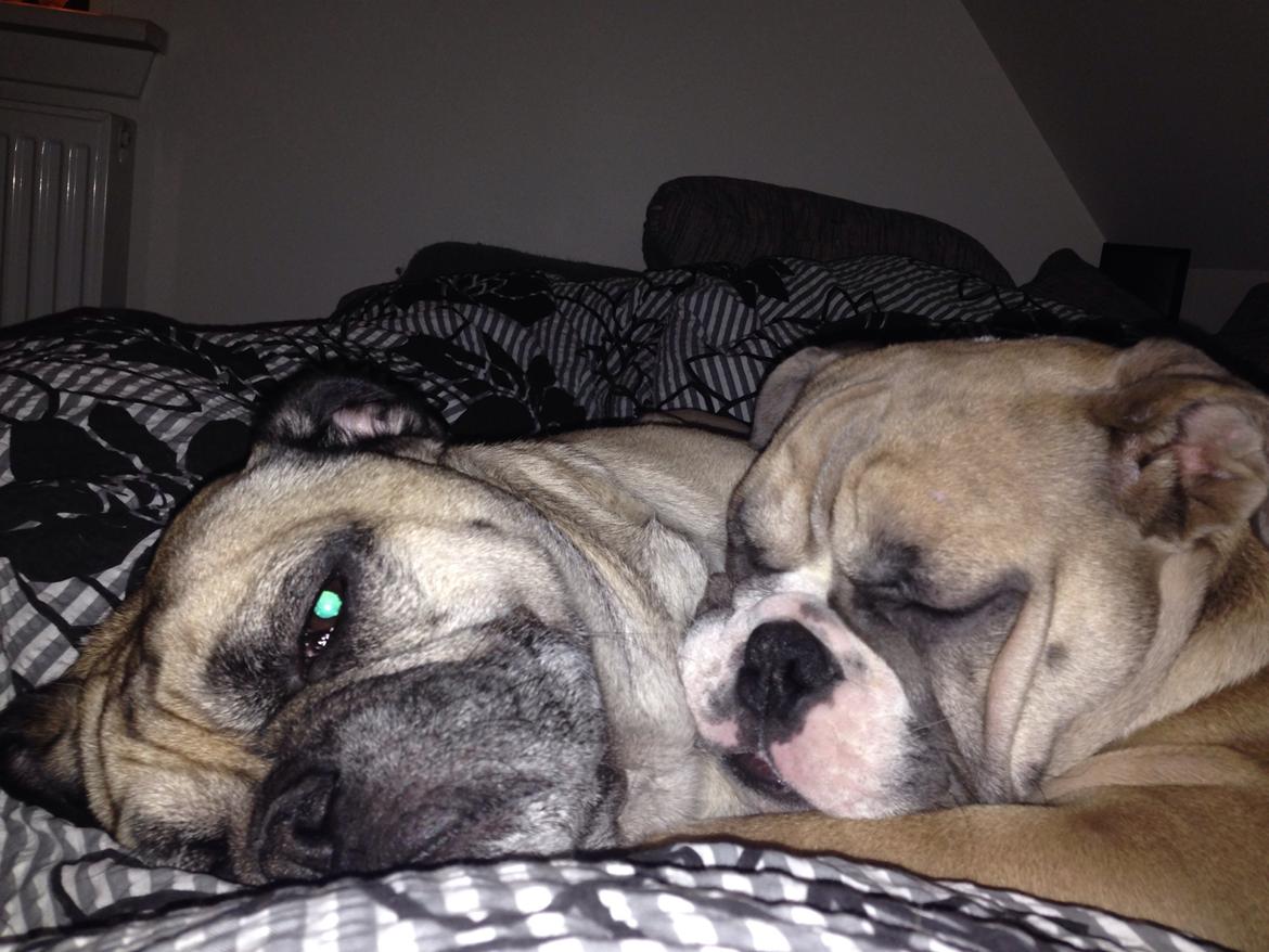 Engelsk bulldog Berta billede 17