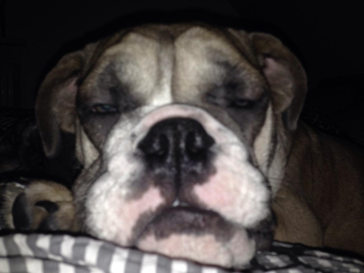 Engelsk bulldog Berta billede 18