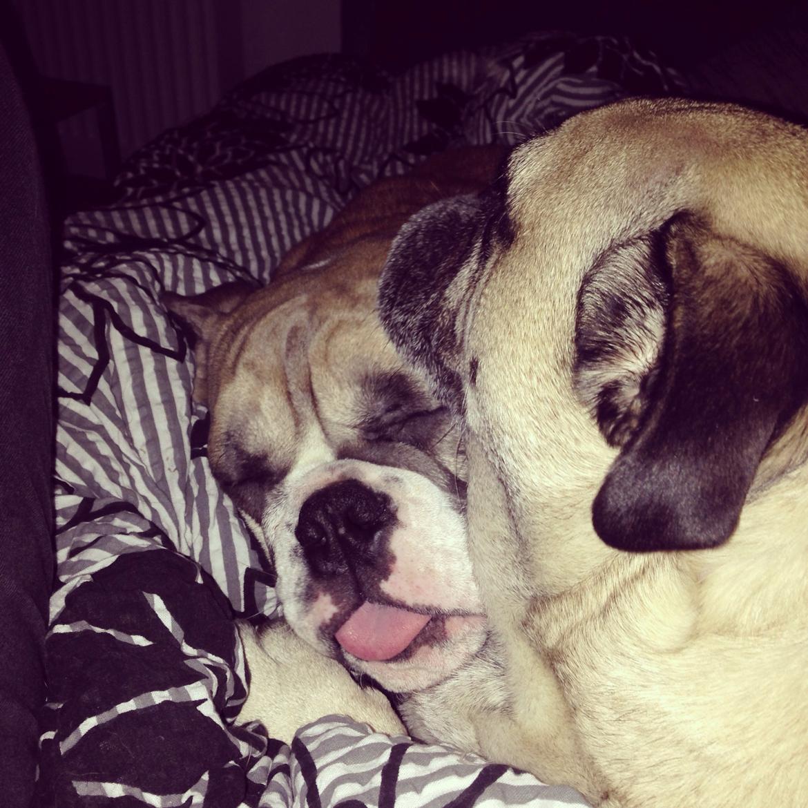 Engelsk bulldog Berta billede 19