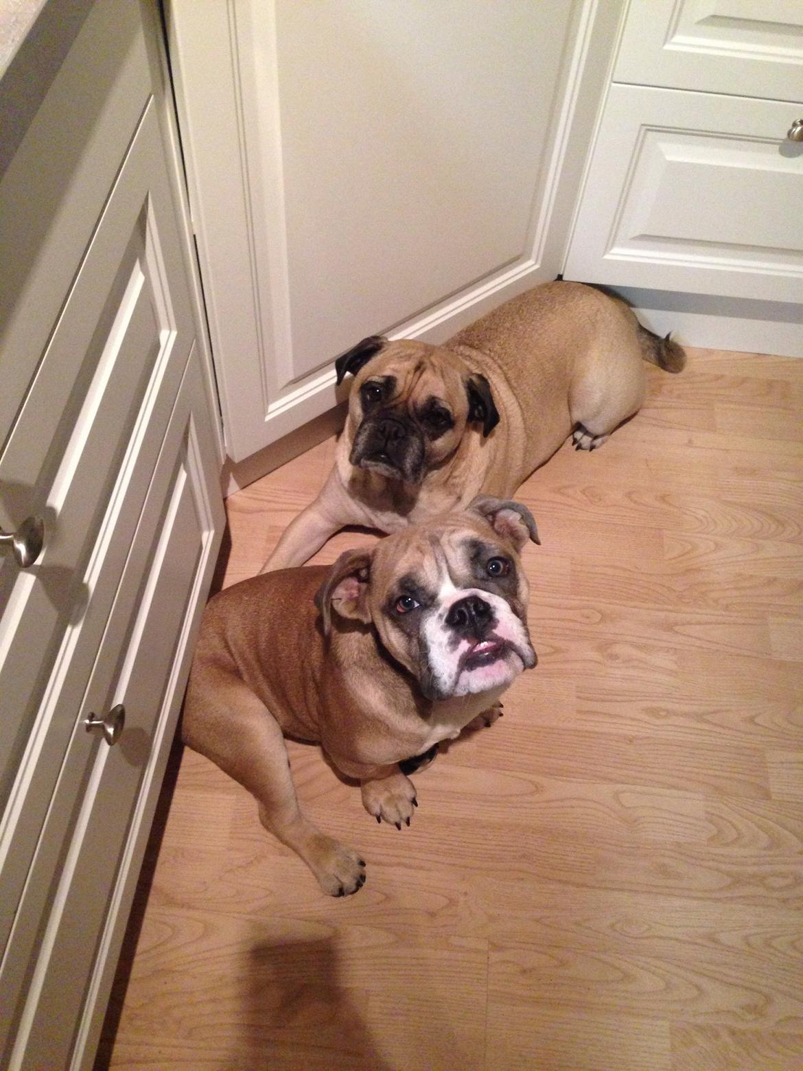 Engelsk bulldog Berta billede 20