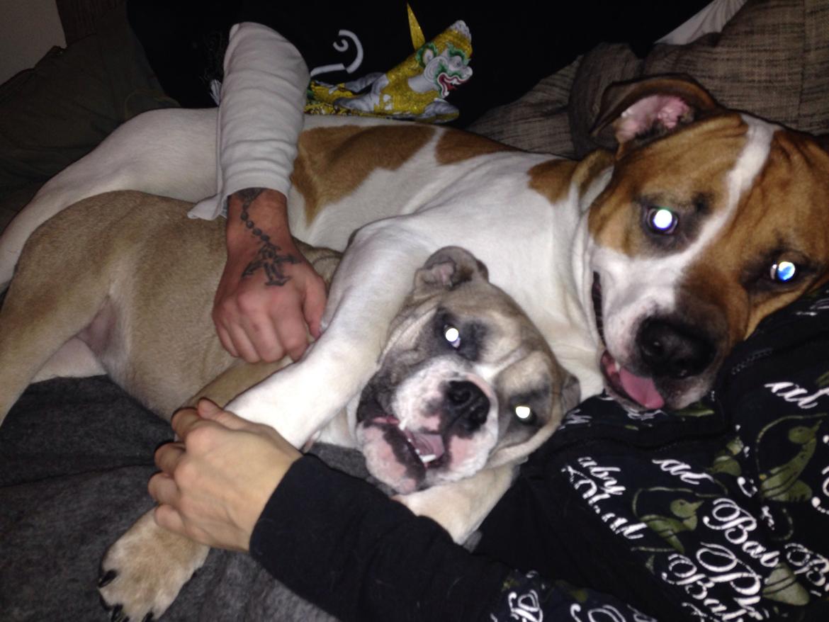 Engelsk bulldog Berta billede 21